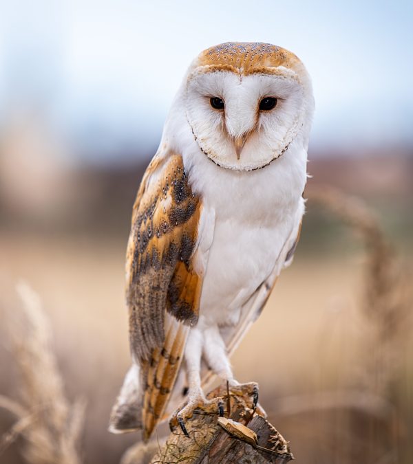 Hi Claws! I am OwlJohn, a human.